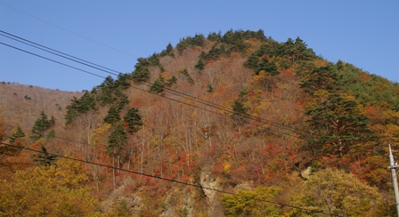 栗子の紅葉